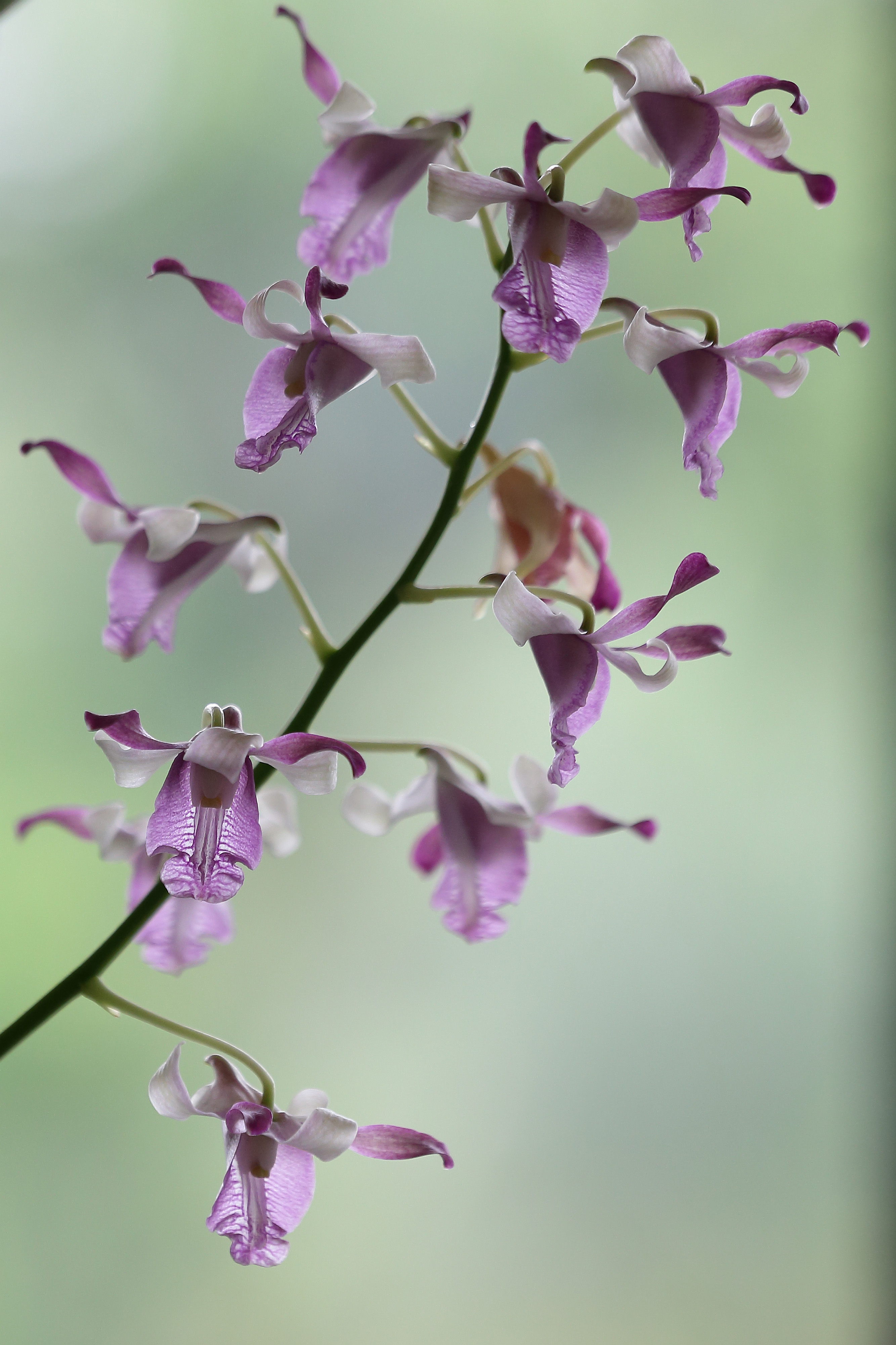 SINGAPORE - NOVEMBER 14: A close up photo of the orchid, Dendrobium Michael Kors, named in honour of American designer, Michael Kors is displayed during the Michael Kors Orchid Naming Ceremony at the National Orchid Garden on November 14, 2016 in Singapore. (Photo by Suhaimi Abdullah/Getty Images for Michael Kors)